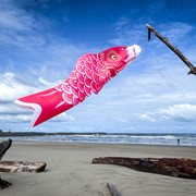 In the Breeze 60" Pink Koi 5126 View 2