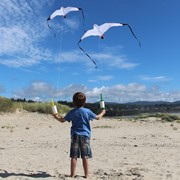 In the Breeze Seagull Kite 3140 View 2