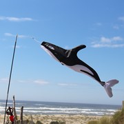 In the Breeze 54" Orca Windsock 4954 View 2