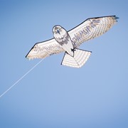 In the Breeze 70" Osprey Kite 3397 View 2