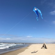 In the Breeze Dolphin 52" Wave Delta Kite 3280 View 3