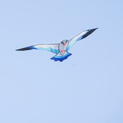 In the Breeze 70" Blue Seabird Kite 3378 View 3
