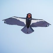 In the Breeze 84" California Condor Kite 3376 View 3
