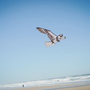 In the Breeze 70" Osprey Kite 3397 View 3