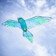 In the Breeze 3D Blue Parrot Kite 3509 View 3