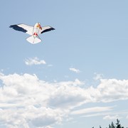 In the Breeze 70" Pelican Kite 3528 View 3