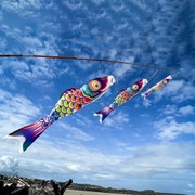 In the Breeze 3' Spectrum Koi Fishsock 4117 View 4