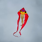 In the Breeze Ibis 52" Wave Delta Kite 3152 View 4