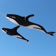 In the Breeze 54" Orca Windsock 4954 View 4