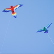 In the Breeze 3D Scarlett Parrot Kite 3381 View 4