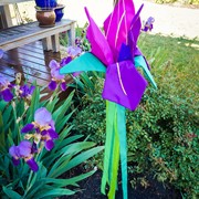 In the Breeze Iris Windtail 5227 View 4