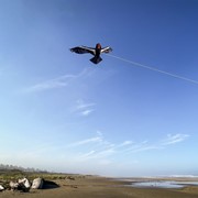 In the Breeze 84" California Condor Kite 3376 View 4
