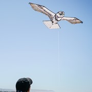 In the Breeze 70" Osprey Kite 3397 View 4