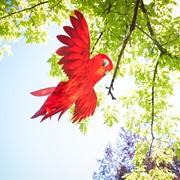 In the Breeze Red Bird Windsock 5273 View 4