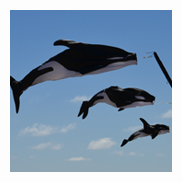 Orca Family Fish Windsocks